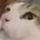 creator Beanman123_'s avatar