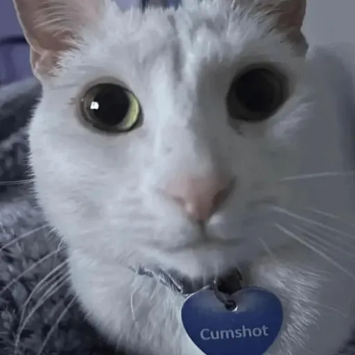 creator NorrTheHusky's avatar