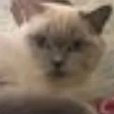 creator Lilly_Kitty✨️🤌's avatar