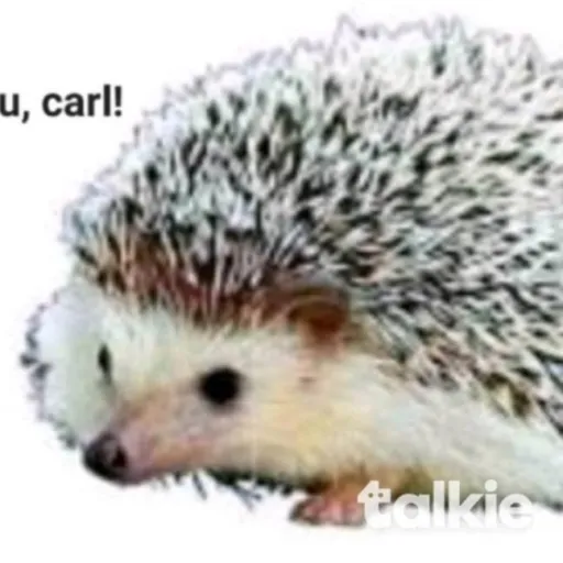 creator 🦔~{☆!(carl)!☆}~🦔's avatar