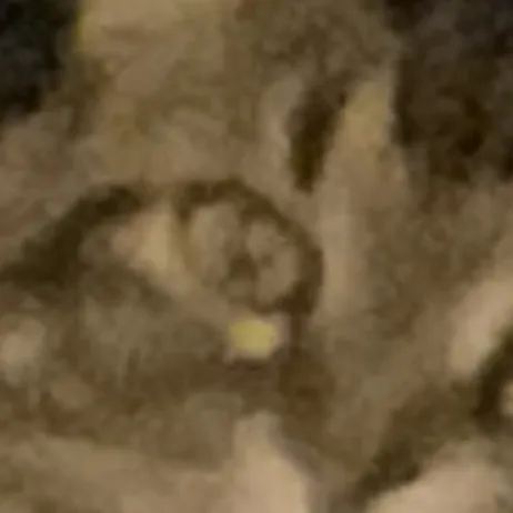creator Ur Gyatt is so big's avatar