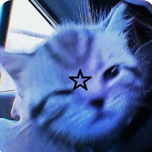 creator auotum's avatar