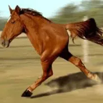 creator honse's avatar