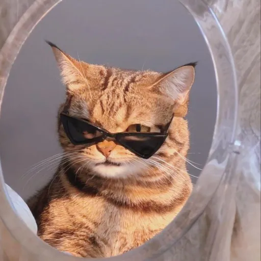 creator kittyyychannnnnnn's avatar