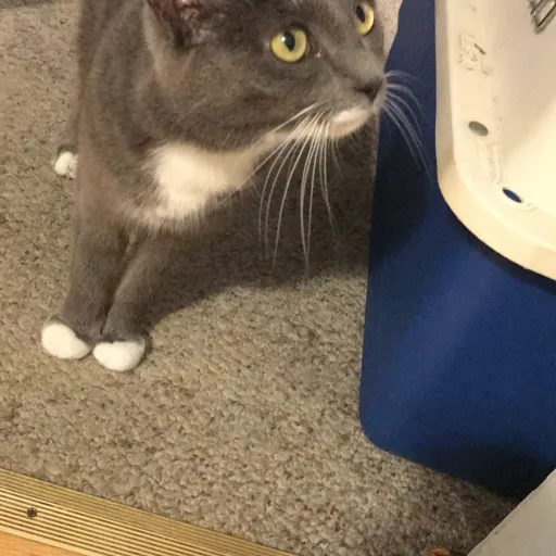 creator Furry_catlover7878's avatar