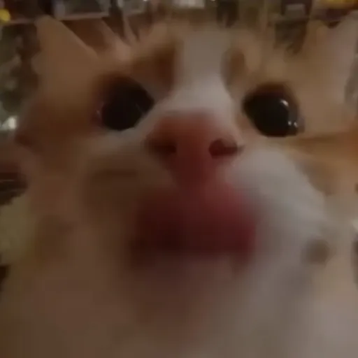 creator gooberro's avatar