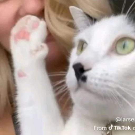 creator Adolf_Kitler's avatar