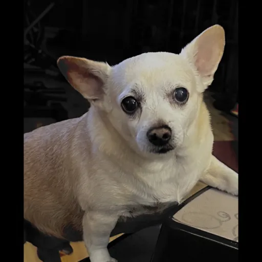 creator Mrwolfbadguys's avatar