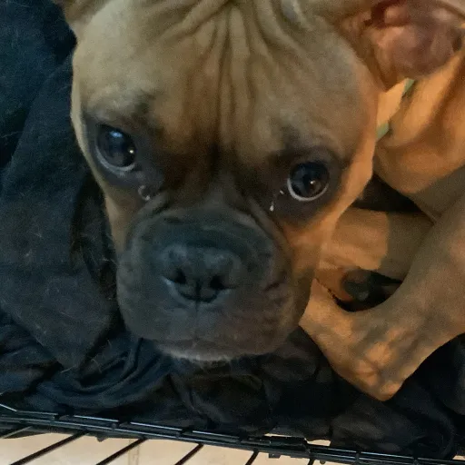 creator B0XER_PUPP <3's avatar