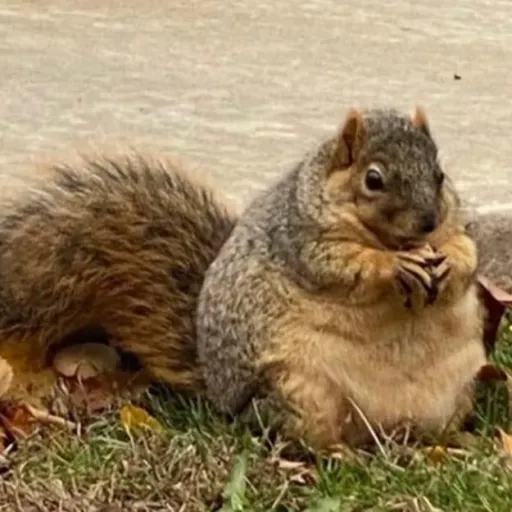 creator Chipmunkle!!'s avatar
