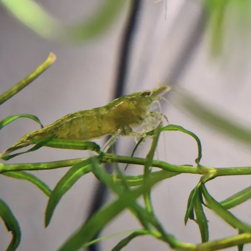 creator green shrimp's avatar