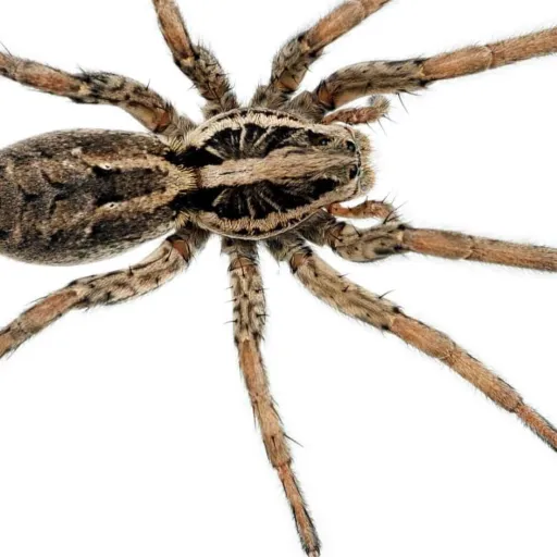 creator that one spider's avatar