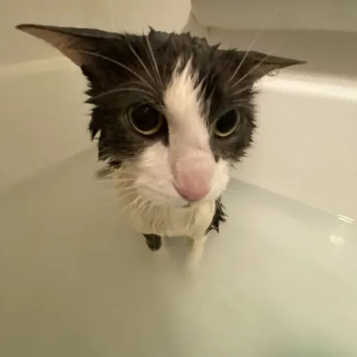 creator gibcat's avatar