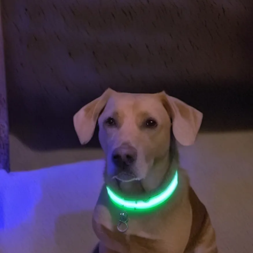 chat with ai character: My Good Boy Diesel