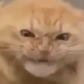 creator angy cat's avatar