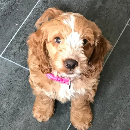 talkie's author avatar