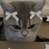 creator Emilyxloveyall's avatar