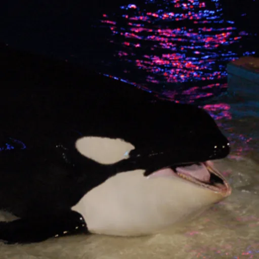 creator Ki_The_Orca's avatar