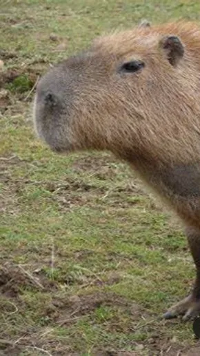 ai character: Capybara background