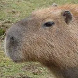 chat with ai character: Capybara