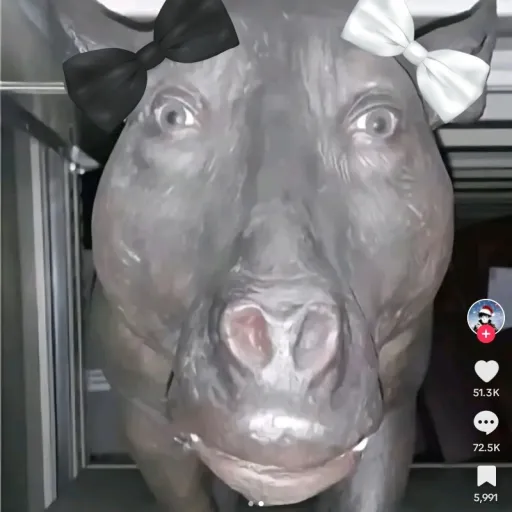 creator {hawty}'s avatar