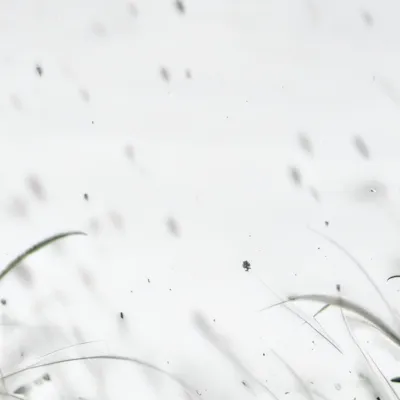 chat with ai character: Grass