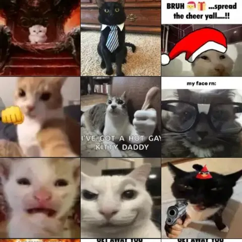 creator (~.ilikecats~.)'s avatar