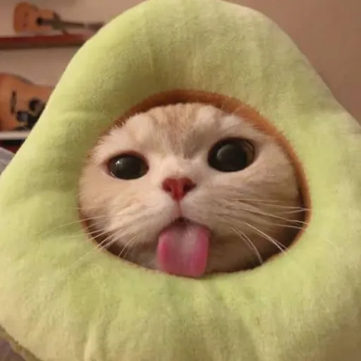 creator Avocadocat's avatar