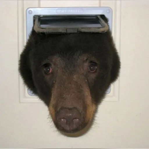creator PuppoARFF's avatar