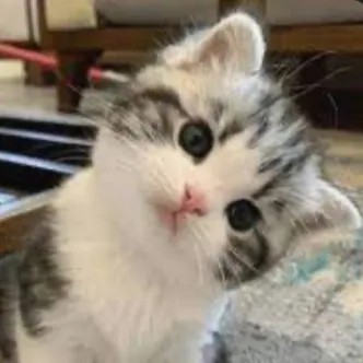 creator KITTYUGGHH's avatar
