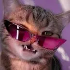 creator DUM CAT@🐾's avatar