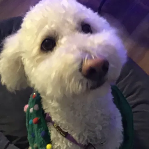 creator 4Dogs+1house=Chaos's avatar