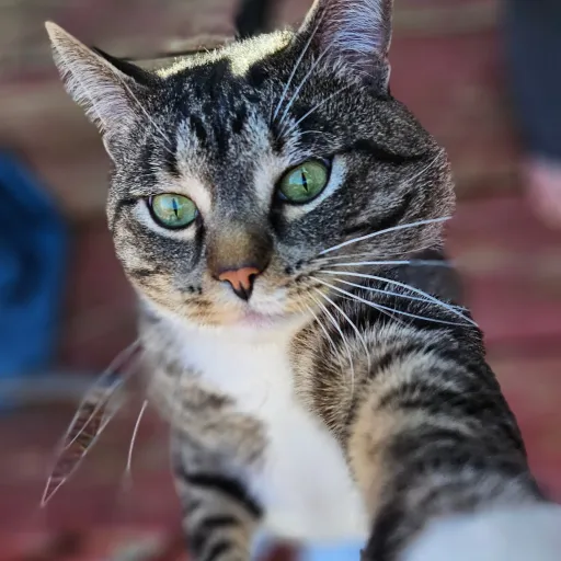 creator catlover283's avatar
