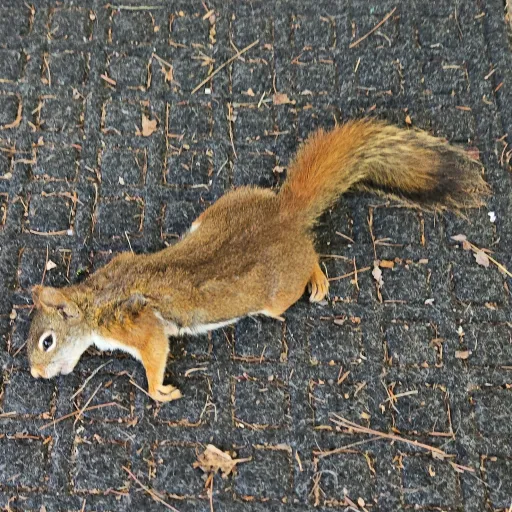 creator dead squirrel's avatar