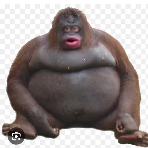 creator monke498382's avatar