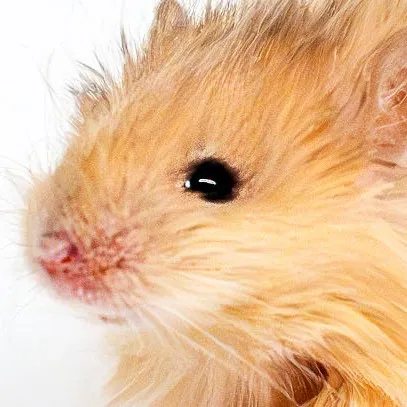 creator the huge rat's avatar
