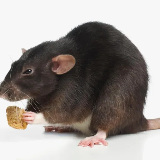 creator 🧀rat with cheese🧀's avatar