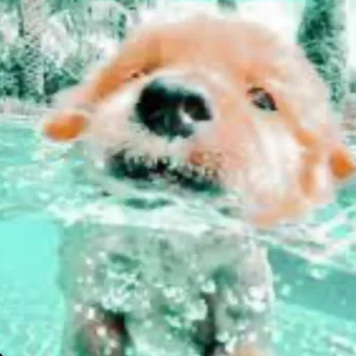 creator Melllowe🐾🦴🐩's avatar