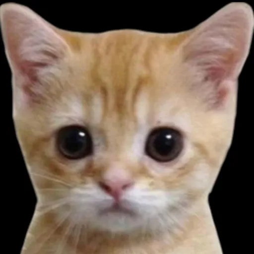 creator the real el gato's avatar