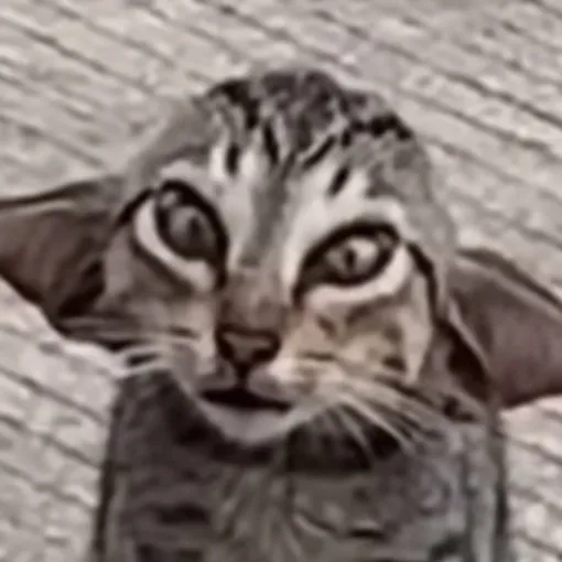 creator user .....'s avatar