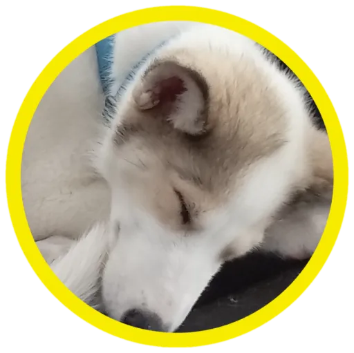 creator HI IM HI's avatar