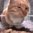 creator that one cat...'s avatar