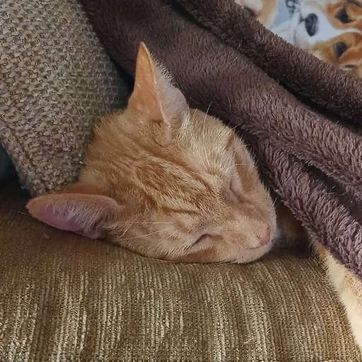 creator cat_lover228's avatar