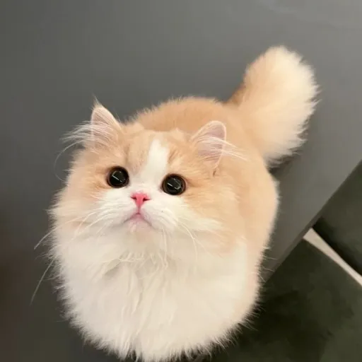 creator <3 Chance <3's avatar