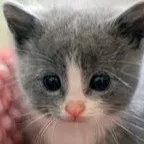 chat with ai character: stray kitten