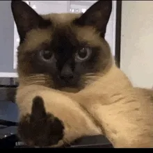 creator MeowfiaBoss♡'s avatar