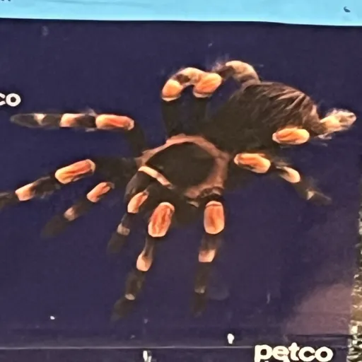 creator Orion Calabrian's avatar