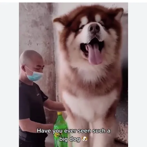 creator giant husky's avatar