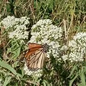 creator Faye maint's avatar