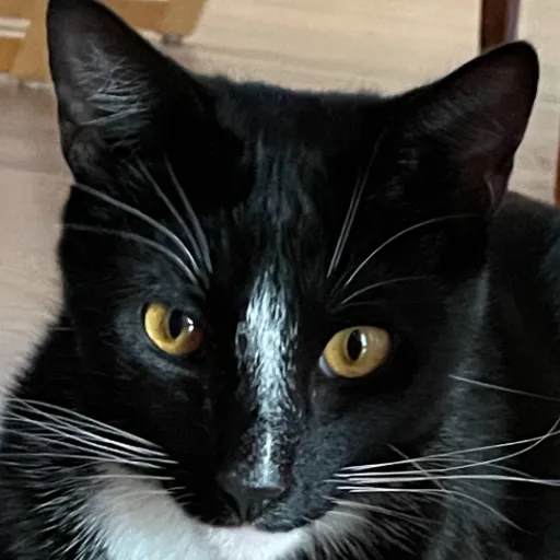 creator Catgovroom's avatar